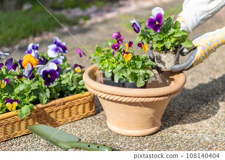Gardening woman's hands and pansy flower seedlings Gardening woman's hands and pansy flower seedlings 108140404