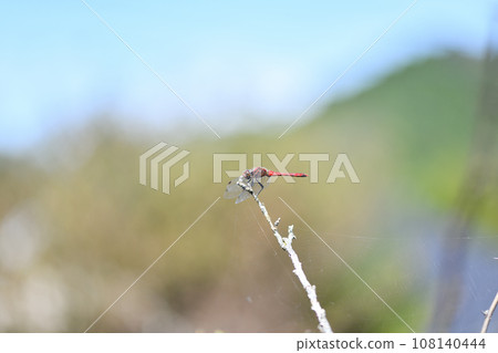 Red dragonfly [Natsu Akane] ♂ 108140444