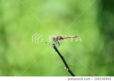 Red dragonfly [Natsu Akane] ♂ 108140445