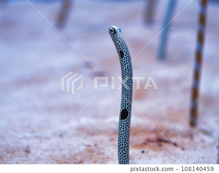 Chinese eel Chinese eel 108140459