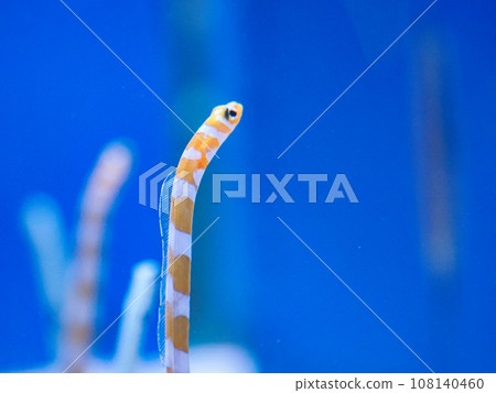 Western conger eel (Chinese conger subspecies) 108140460