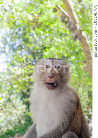 Portrait of funny surprised monkey in green jungle 108140470