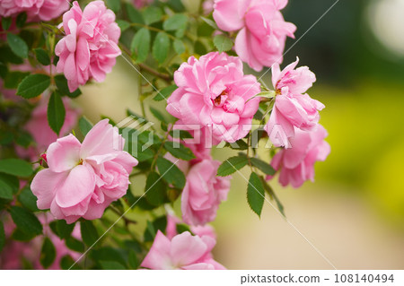 Breeding roses. Protecting ornamental crops. Pink rose flower with green leaves on a blurry background. Beautiful blooming of a bright pink rose in a summer garden on a sunny day. Breeding roses. Protecting ornamental crops. Pink rose flower with green leaves on a blurry background. Beautiful blooming of a bright pink rose in a summer garden on a sunny day. 108140494