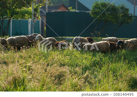 Herd of sheep grazing on the lawn near the village Herd of sheep grazing on the lawn near the village 108140495