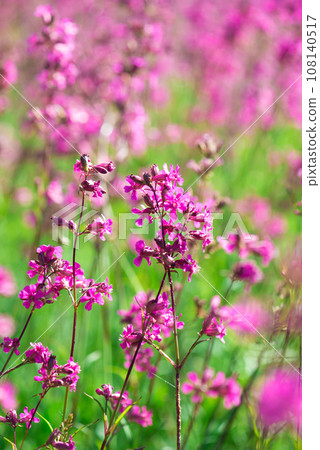 beautiful wildflowers background. summer nature. Ivan tea blooms in a meadow among the forest on a sunny day in June beautiful wildflowers background. summer nature. Ivan tea blooms in a meadow among the forest on a sunny day in June 108140517