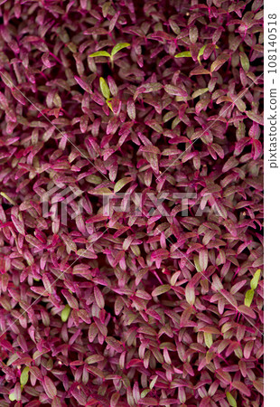 Healthy food concept, boxes with red amaranth microgreens, super food. 108140518