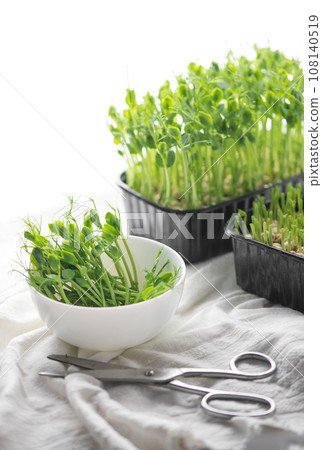 Healthy food concept, growing microgreens - boxes of peas scissors and a bowl of cut microgreens 108140519
