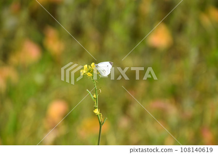 芥菜和蝴蝶 芥菜和蝴蝶 108140619