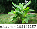 Banana tree (Musa sapientum Linn). They were planted on the ground, a tropical fruit tree native to Southeast Asia. The vegetables for cooking. 108141157