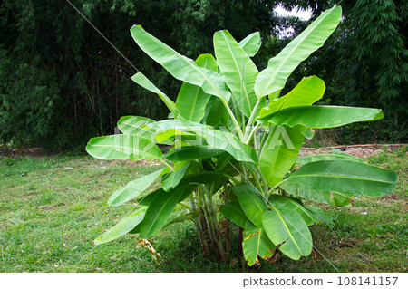 Banana tree (Musa sapientum Linn). They were planted on the ground, a tropical fruit tree native to Southeast Asia. The vegetables for cooking. 108141157