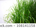Lemongrass or Lapine or West Indian or  Cymbopogon citratus were planted on the ground, picture on white background 108141158