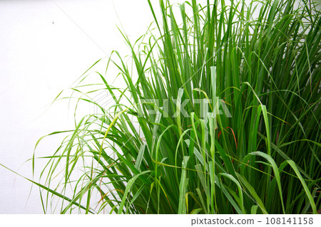 Lemongrass or Lapine or West Indian or  Cymbopogon citratus were planted on the ground, picture on white background 108141158