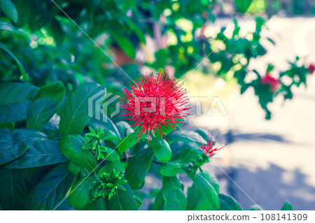Flowering Combretum constrictum bush. Red flower with stamens on Thailand Powderpuff shrub 108141309