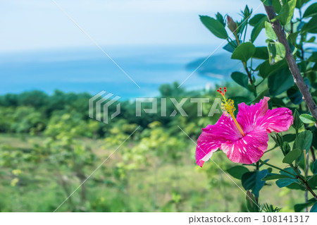 Pink hibiscus growing in spring garden blue sea background Pink hibiscus growing in spring garden blue sea background 108141317