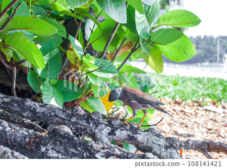 Common Myna brown bird on tree. Acridotheres tristis or Indian mynah bird 108141421