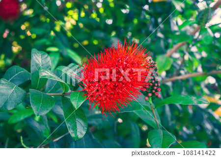 Flowering Combretum constrictum bush. Red flower with stamens on Thailand Powderpuff shrub Flowering Combretum constrictum bush. Red flower with stamens on Thailand Powderpuff shrub 108141422