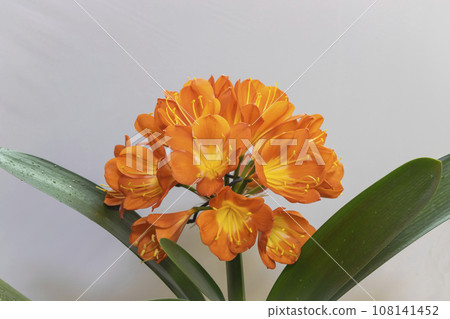 君子柱內花開的景象 108141452