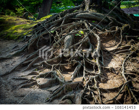 健壯的樹根 健壯的樹根 108141453