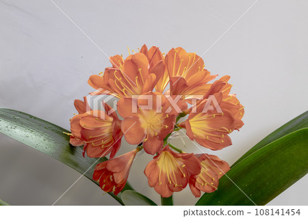 Scenery of blooming flowers in the Kimiko section-2 108141454