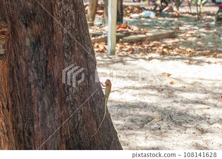 Garden Fence Lizard tree. Calotes versicolor small animal Garden Fence Lizard tree. Calotes versicolor small animal 108141628