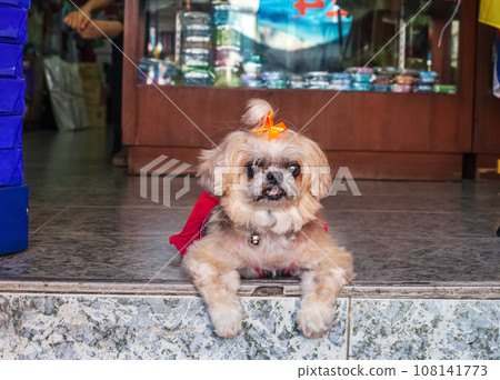 Funny angry Shih Tzu small dog sitting on doorstep Funny angry Shih Tzu small dog sitting on doorstep 108141773