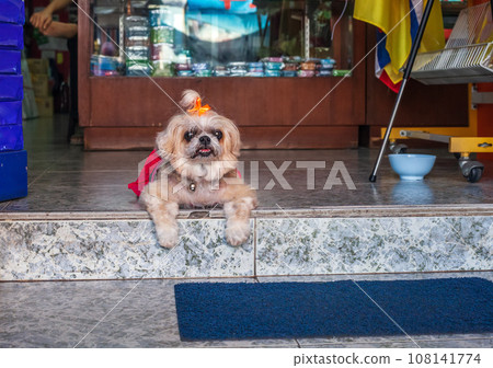 Funny angry Shih Tzu small dog lying on doorstep Funny angry Shih Tzu small dog lying on doorstep 108141774