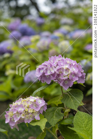 Early summer, hydrangea flower scenery-8 108141822