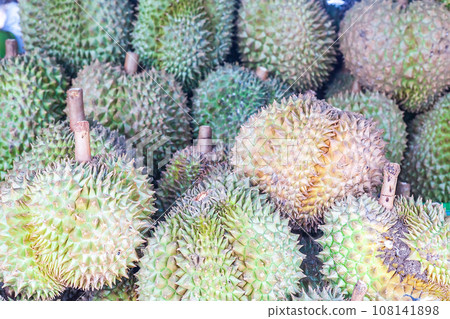 Lot of green durians fruits sale at market, selective focus Lot of green durians fruits sale at market, selective focus 108141898