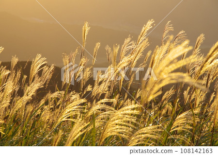 Susuki被日落照亮 108142163