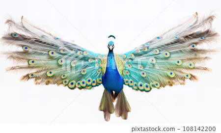Peacock white background 108142200