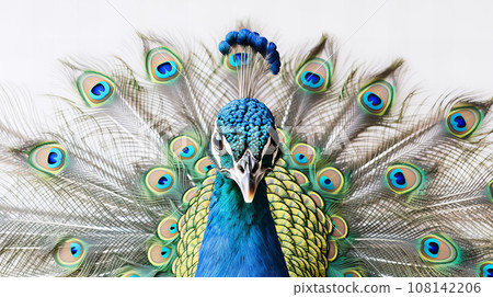 Peacock white background Peacock white background 108142206