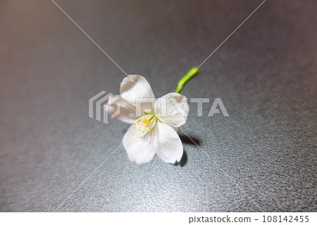 Cherry blossoms in full bloom, cherry blossoms, cherry blossoms, cherry blossoms, petals, someiyoshino Cherry blossoms in full bloom, cherry blossoms, cherry blossoms, cherry blossoms, petals, someiyoshino 108142455