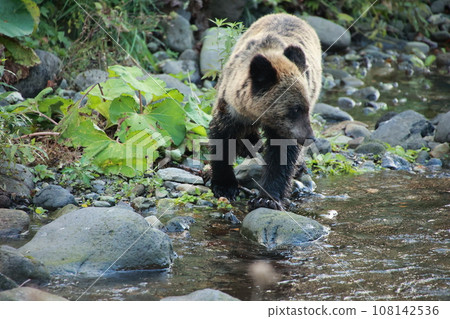 Shiretoko World Natural Heritage Bear (Brown Bear of Hokkaido) Shiretoko World Natural Heritage Bear (Brown Bear of Hokkaido) 108142536