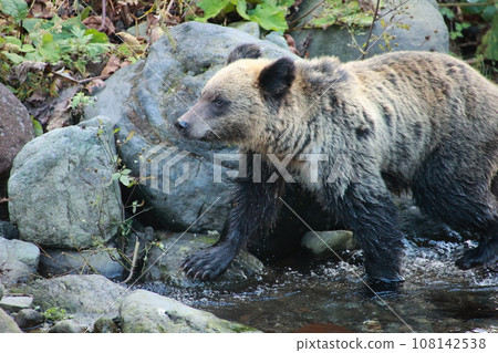 Shiretoko World Natural Heritage Bear (Brown Bear of Hokkaido) Shiretoko World Natural Heritage Bear (Brown Bear of Hokkaido) 108142538