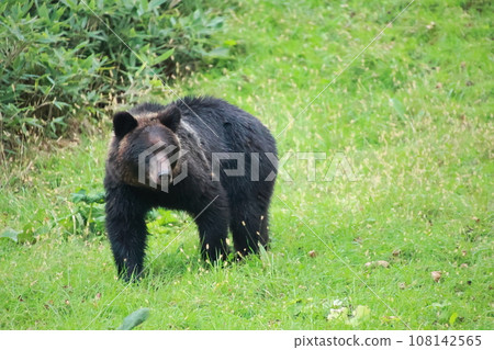Shiretoko World Natural Heritage Bear (Brown bear in Hokkaido) Shiretoko World Natural Heritage Bear (Brown bear in Hokkaido) 108142565