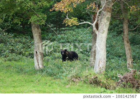 Shiretoko World Natural Heritage Bear (Brown Bear of Hokkaido) Shiretoko World Natural Heritage Bear (Brown Bear of Hokkaido) 108142567