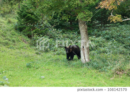 Shiretoko World Natural Heritage Bear (Brown Bear of Hokkaido) Shiretoko World Natural Heritage Bear (Brown Bear of Hokkaido) 108142570
