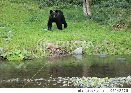 知床世界自然遺產熊（北海道棕熊） 108142576