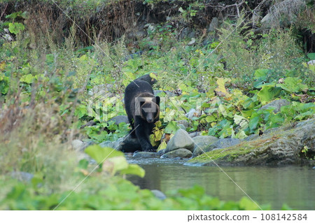 Shiretoko World Natural Heritage Bear (Brown Bear of Hokkaido) 108142584