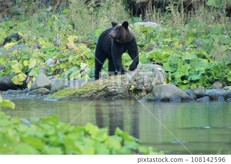 Shiretoko World Natural Heritage Bear (Brown Bear of Hokkaido) Shiretoko World Natural Heritage Bear (Brown Bear of Hokkaido) 108142596