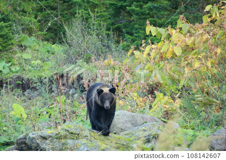 Shiretoko World Natural Heritage Bear (Brown Bear of Hokkaido) Shiretoko World Natural Heritage Bear (Brown Bear of Hokkaido) 108142607