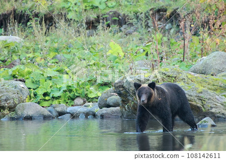 Shiretoko World Natural Heritage Bear (Brown Bear of Hokkaido) Shiretoko World Natural Heritage Bear (Brown Bear of Hokkaido) 108142611