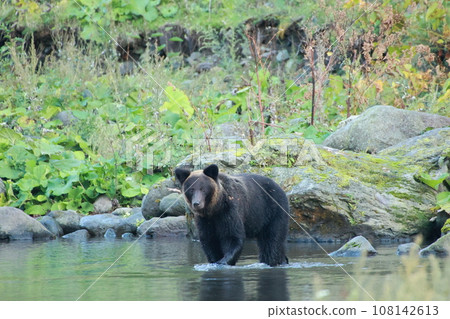 Shiretoko World Natural Heritage Bear (Brown Bear of Hokkaido) Shiretoko World Natural Heritage Bear (Brown Bear of Hokkaido) 108142613