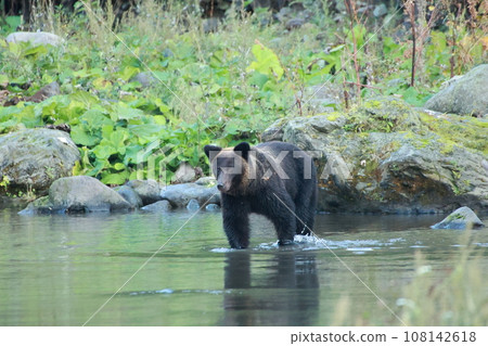 Shiretoko World Natural Heritage Bear (Brown Bear of Hokkaido) Shiretoko World Natural Heritage Bear (Brown Bear of Hokkaido) 108142618