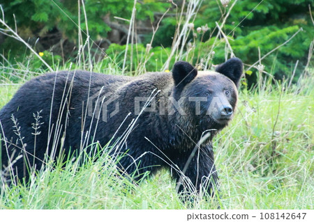 Shiretoko World Natural Heritage Bear (Brown Bear of Hokkaido) Shiretoko World Natural Heritage Bear (Brown Bear of Hokkaido) 108142647