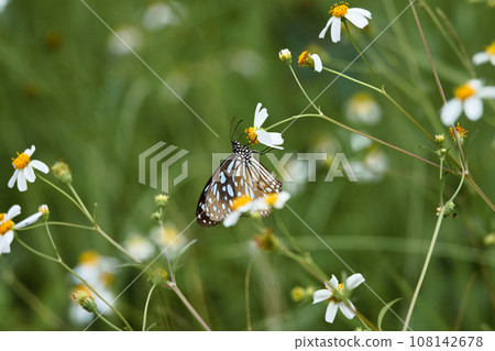 Light blue butterfly Light blue butterfly 108142678