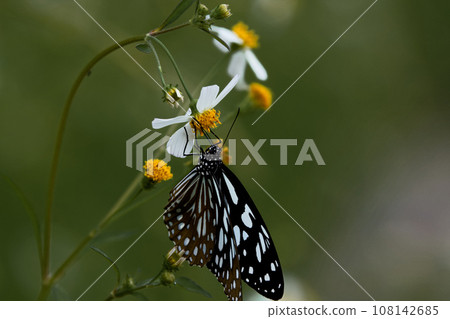 Light blue butterfly 108142685