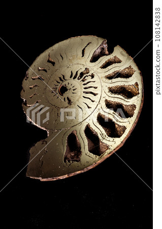 Macro mineral stone Ammonite shell on a black background 108142838