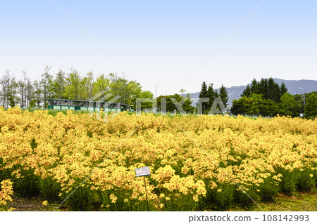 Road train going up the hill of the Golden Pyramid (Idylls Village) 108142993