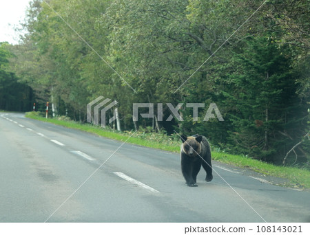 知床世界自然遺產熊(北海道棕熊) 知床世界自然遺產熊(北海道棕熊) 108143021